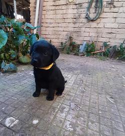 Cuccioli di labrador neri