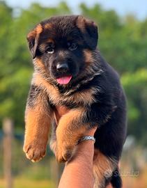 Stupendi cuccioli di pastore tedesco