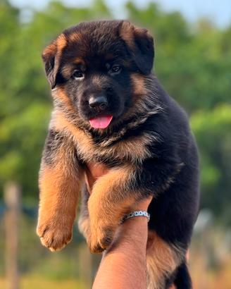 Stupendi cuccioli di pastore tedesco