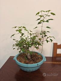 Bonsai Acero Tridente (Acer Buergerianum)