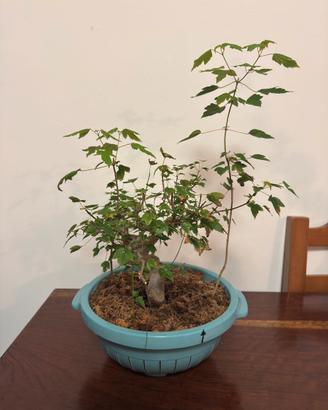 Bonsai Acero Tridente (Acer Buergerianum)