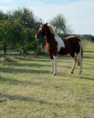 Criollo x paint