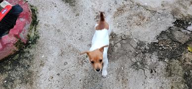 Jack russell femmina