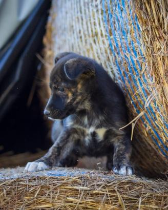 Cucciola Pastore tedesco X Labrador retriever