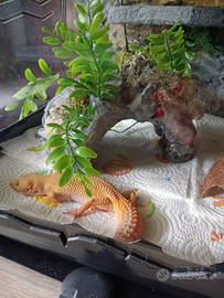 Geco leopardino
