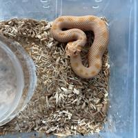 Heterodon nasicus conda albino