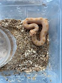 Heterodon nasicus conda albino