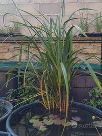 Carex pendula pianta per laghetto