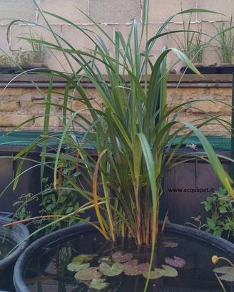 Carex pendula pianta per laghetto