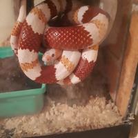 Finto corallo albino