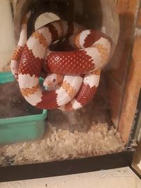 Finto corallo albino