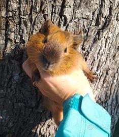 Cavie peruviane maschi