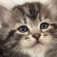 Cuccioli di gatti siberiani