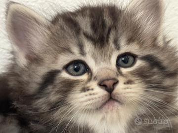 Cuccioli di gatti siberiani