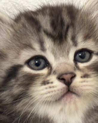 Cuccioli di gatti siberiani