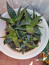 Aloe vera