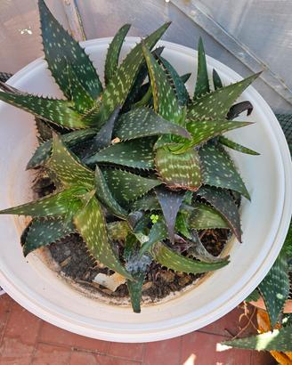 Aloe vera