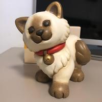 gatto Ragdoll 2019-2020