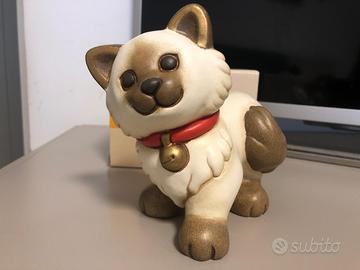 gatto Ragdoll 2019-2020