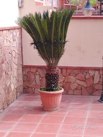 albero