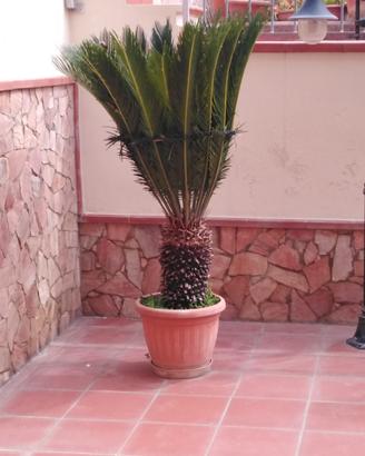 albero