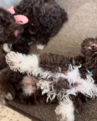 Cuccioli lagotto 60 giorni