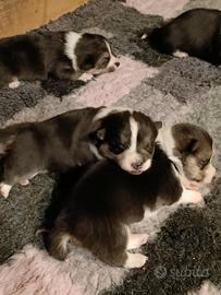 Welsh Corgi Pembroke