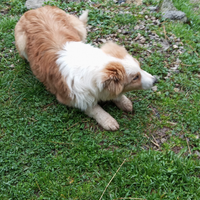 Cucciolo pastore australiano maschio 4 mesi vaccin