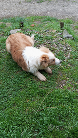 Cucciolo pastore australiano maschio 4 mesi vaccin