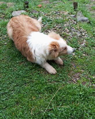 Cucciolo pastore australiano maschio 4 mesi vaccin