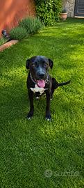 Cucciolo maschio di 12 mesi cane Corso