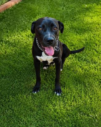 Cucciolo maschio di 12 mesi cane Corso