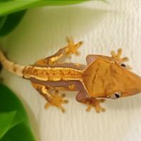 Geco Ciliatus baby, teca, insetti