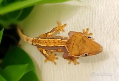 Geco Ciliatus baby, teca, insetti