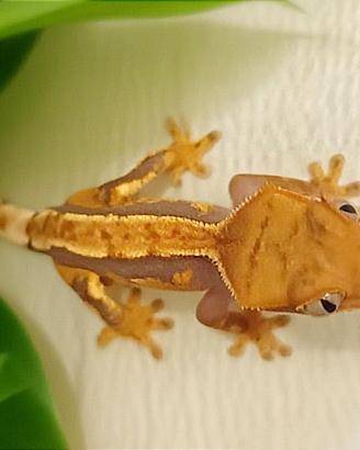 Geco Ciliatus baby, teca, insetti