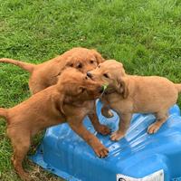 Cucciolo golden retriever inglese
