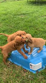 Cucciolo golden retriever inglese