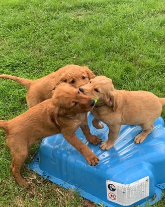 Cucciolo golden retriever inglese