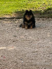 Volpino