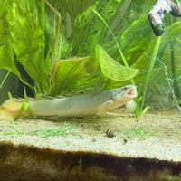 Bichir Polypteridae