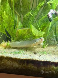 Bichir Polypteridae