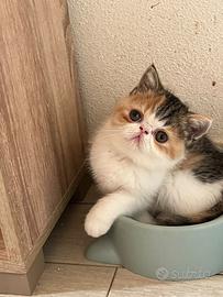Eshotic ShorthairAnima