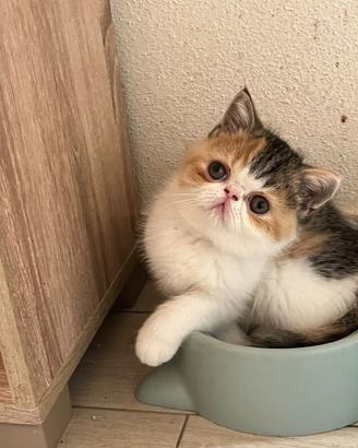 Eshotic ShorthairAnima