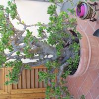 Giade Bonsai piante grasse