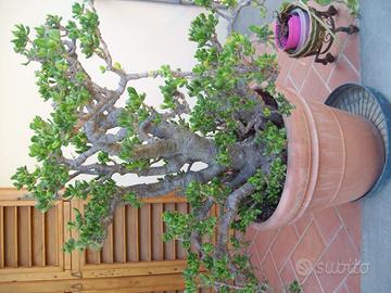 Giade Bonsai piante grasse