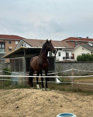 Cavallo Andaluso