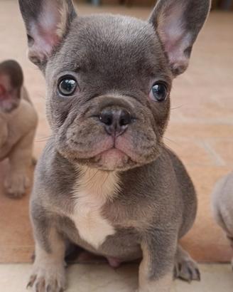 Bulldog francese blu tan