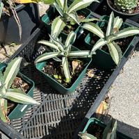 Agave americana Mediopicta Alba SUCCULENTE CACTUS