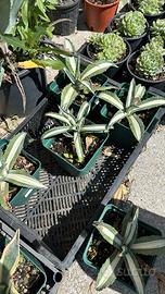 Agave americana Mediopicta Alba SUCCULENTE CACTUS