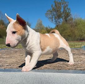 Bull terrier miniature